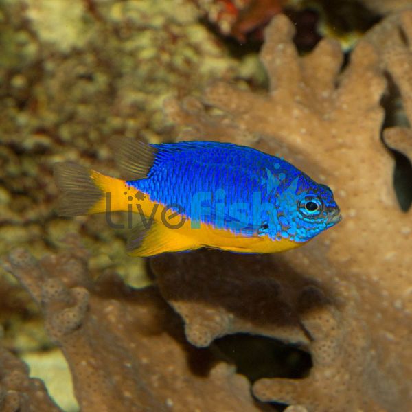 Yellow Belly Damselfish - Medium