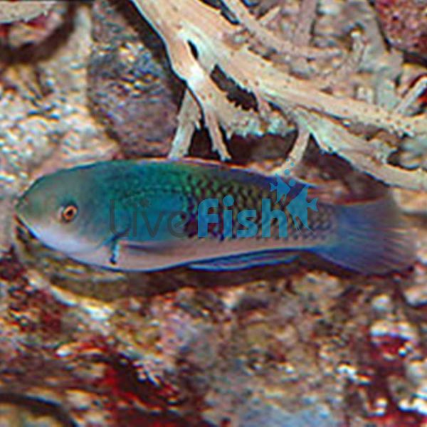 Blueside Fairy Wrasse - Medium