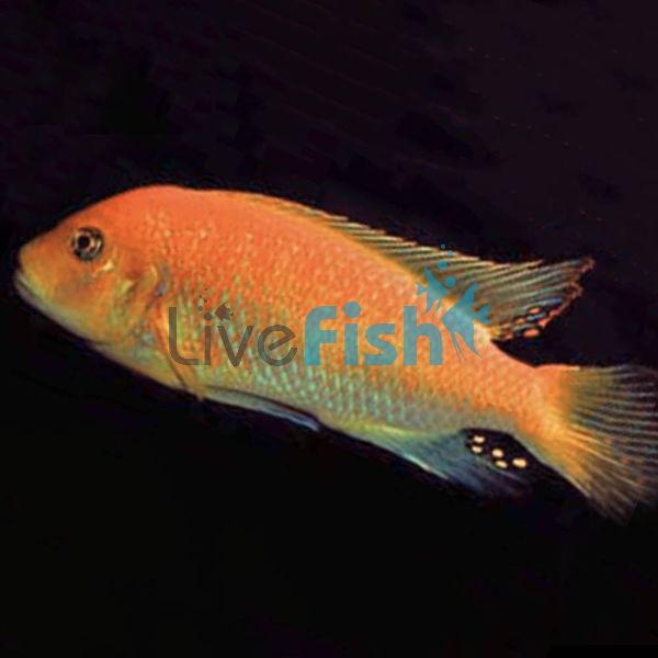 Red Zebra, Pulu Point 9cm