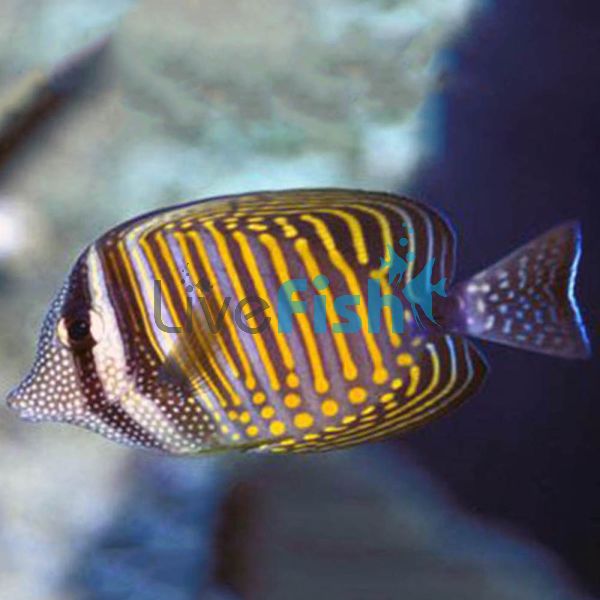 Tang - Indian Ocean Sailfin - Large