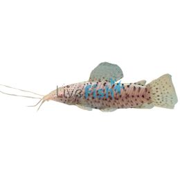 Albino Hoplo Catfish 10cm