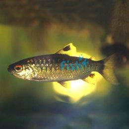 Red-Eye Characin 6cm
