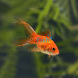 Assorted Fantail 5cm