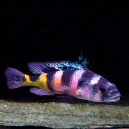 Live fish afterpay outlet