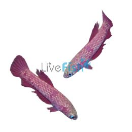 Betta Fire Green - Betta Rutilans Green 3cm