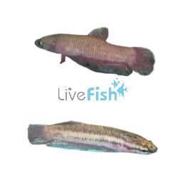 Betta Miniopina 3cm