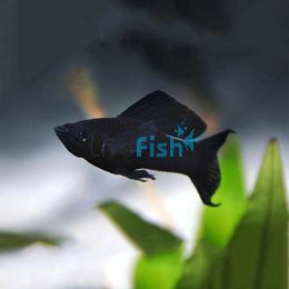 Lyretail Black Molly 5cm