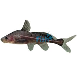 Black Lancer Catfish 7cm