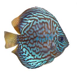 Blue Turquoise Discus 9cm