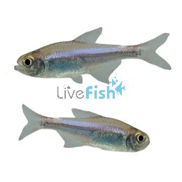 Blueberry Tetra 2cm