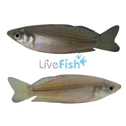 Checkered Rainbow - Mary River NT 5cm