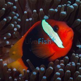 Cinnamon Clownfish - Large