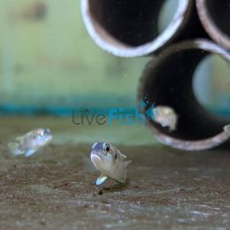 Lamprologus Speciosus 3cm