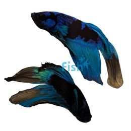 Male Betta Avatar 5cm