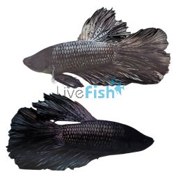 Male Halfmoon Black Cooper Betta Select 5cm