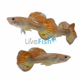 Male Phoenix Guppy 3.5cm