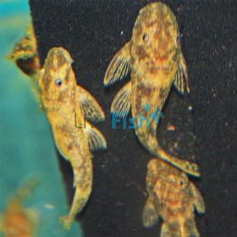 Marble Bristlenose Catfish 9cm