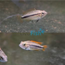 Pair Orange Apisto Cacatuoides 3cm