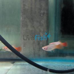 Peppermint Platy 4cm
