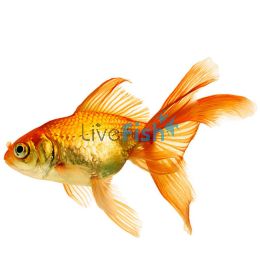 Red Fantail 5cm