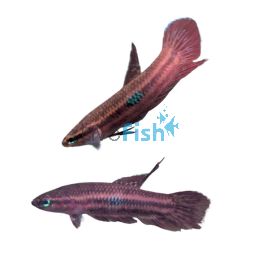 Betta Red Wine 4cm