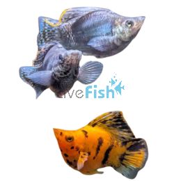 Sailfin Balloon Molly 4cm