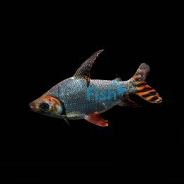 Flagtail Prochilodus Silver - Wild Caught 15cm