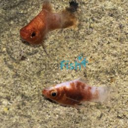 Tiger Platy 4cm