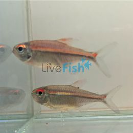 Watermelon Tetra - Wild Caught 4cm