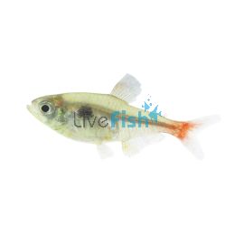 Yellow Phantom Tetra 3cm