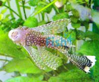 Assorted Longfin Bristlenose Catfish 4cm
