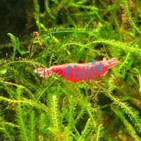 10x Fire Red Shrimp