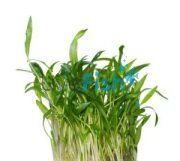 Cryptocoryne Lutea Tissue Culture Tub