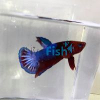 Male Betta Select Hellboy 4cm