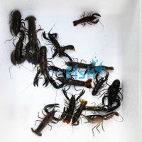  20 x Yabby 5cm
