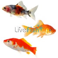 80x Assorted Comets 7-9cm