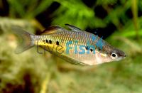 Spotted Rainbow 3.5cm 