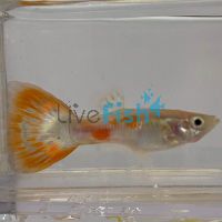 Male Pigeon Blood Guppy 3.5cm