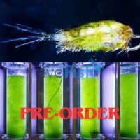 Copepods & Algae Mix