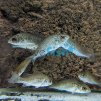 Silver Perch 3cm