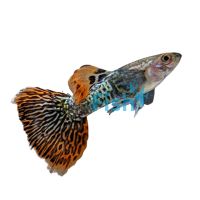 Male Tiger Guppy 3cm