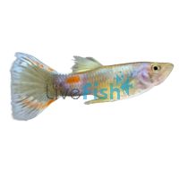 Male Tri-Colour Guppy 3.5cm