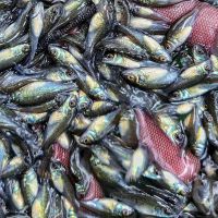 400 x Silver - Perch 4cm