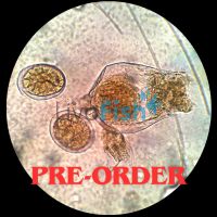 Live Rotifers Fresh / Brackish 200K - Small Strain (PRE-ORDER)