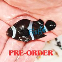2x Balloon Black and White Clownfish 3-3.5cm