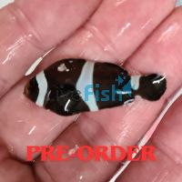 3x Black and White Misbar Clownfish