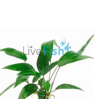Anubias - Large Assorted