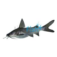 Catfish Salmon (Captive Bred) 8cm