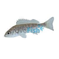 Silver Perch 7cm