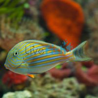 Tang Clown Lined Surgeonfish TIN